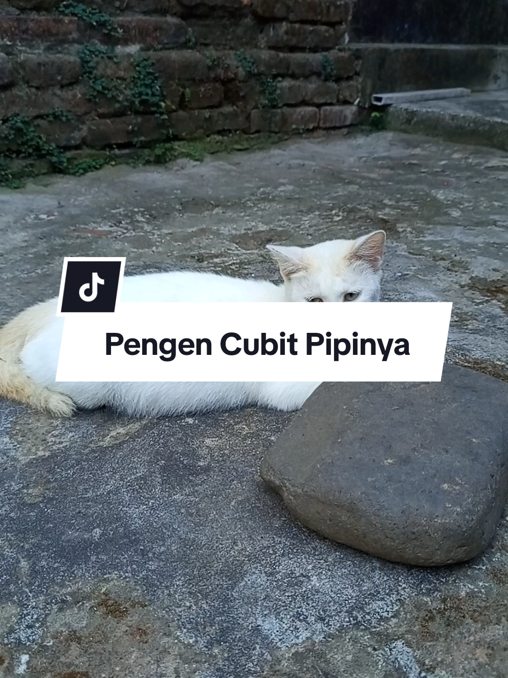Pengen cubit pipinya, gemes sekali oy #kucing #kucinglucu #cat #catsoftiktok #fyp 