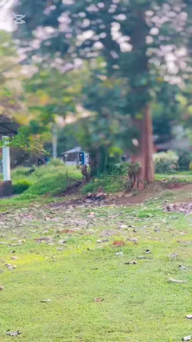 මග හැරුණු ඔබෙ මතක !❤️‍🩹#fyppppppppppppppppppppppp #tiktoksrilanka🇱🇰 #fouryoupage #viralvideo #viral #fyp #wairel_vadio #trending #Saumya🪬