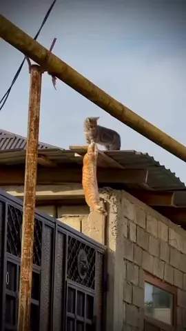 denger gosip sih orange pernah sakitin sih hitam jadi sih hitam masa bodoh mau jatuh atau ga #kucing #biral #fyp 