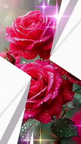 #🌹🌹🌹🌹🌹 #