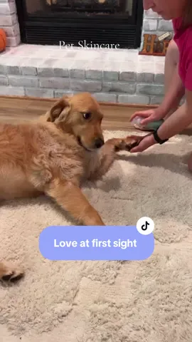 Paw Love 🐾 Pet Skincare 🌱 #dogsoftiktok #doghumor #doglover 
