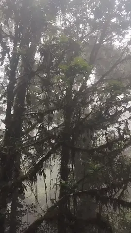 hanya tentang alam dan kabut  #gunungkerinci  #trendingtiktok  #soundviral  #fyp  #pendakigunung 