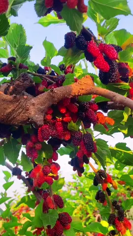 MaasyaaAllah rasanya gimana yaa...  .  #buahunik 