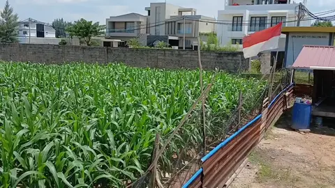 di angsur2 dah usia 48 hari jg ternyata🤩🔥 #BatamPolice #S3 #Harkamtibmas #KetahananPangan #AstaCita 