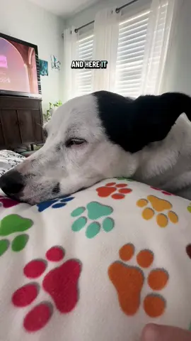 It’s a ruff life 😅… #lifeisruff #lifeisanightmare #saddog #dogtok #lifewithroggie