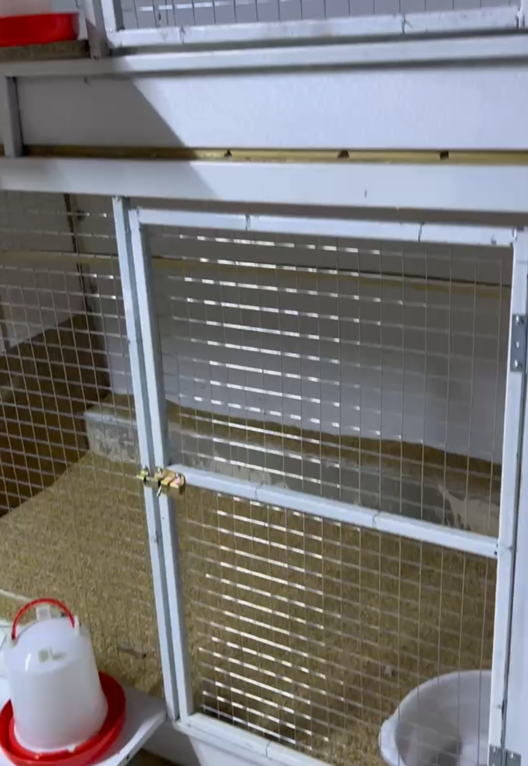 الحمد الله كملت محميتي #دجاج  #فري #كحلي #كتاكيت #تفقيس 