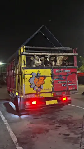 Kajarta yang di7 🐮 #sapi #sapiqurban #sapiviral #sapibalap #storymalamhari 