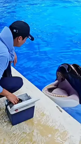 #orcas #trendingg #foryouu #orcas #trendingg 