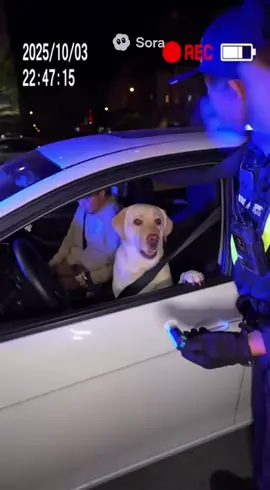 我主人喝醉了，我來載他回家My owner is drunk, so I’m taking him home.🥹 #sira2 #ai #openai #dog