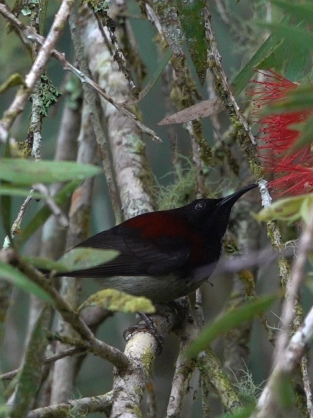 POWER DRINK. Black-throated sunbird sipping nectar to fuel up for a day of energetic flower hopping. #sustainable #sustainability #nature #biodiversity #habitat #environment #wildlife #birds #flowers #nectar #burung #bunga