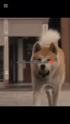 te esperaré toda una vida #hachiko #siempreatulado #joepelis24 #peliculasrecomendadas #perros 