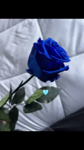 #3deoctubre #rosas #azul #amor #parati 