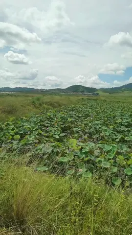 只要有钱 个个都认识你#如果你没钱 就算认识你的人也会假装不认识#老挝 #金三角 #特区 #万象 #东南亚 #风景 #上热门 #抖音 #fyp #viral #foryour #foryoupage #tiktok #tiktokmyanmar #tiktokchina #tiktoklaos🇱🇦 