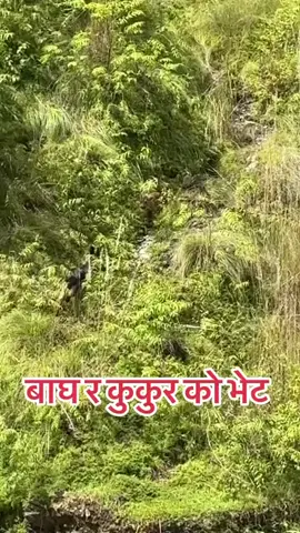 kukur Ra bag