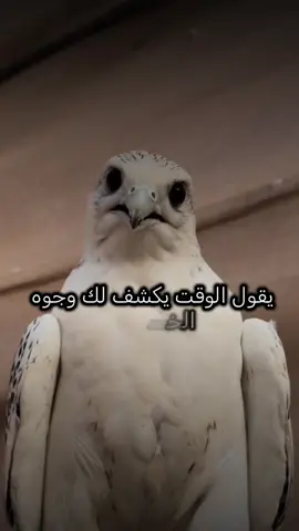 #أكسبلور_شعر_حكم_خواطر 