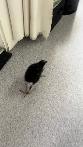 Walking Charcoal back to bed 