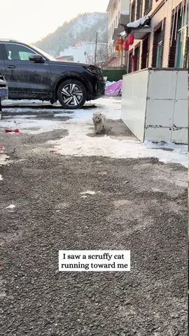 Rescue a beautiful stray cat and then#rescue #animals #fyp #cat #kitty #cats 