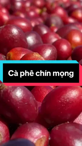 Những quả cà phê chín mọng đạt chất lượng #caphe #coffee #caphechin #caphechatluongcao #farmer 