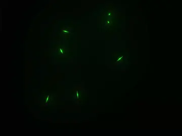 this music 》》》》😍✨️ ©︎2025-𝒩𝑜𝓊𝓈𝓈𝒶𝒾𝓇.𝓁𝓎﹅ #lyricsvi #الكلمات #lyricsvideo #rapmarocain🇲🇦 #inko  👤:inkonnu-tab3ini v2 