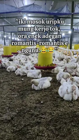 #fyppppppppppppppppppppppp #peternakmuda #kandangayam #ayamboiler #trendingtiktok 