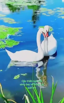 Thiên Nga về làng 🥰 Cứ nghĩ chỉ có trong truyền thuyết mà nay đôi uyên ương bay về quê em mỗi sớm, chiều lại rủ nhau bay đi. Đẹp long lanh, người ta ví tình yêu đẹp như đôi uyên ương, nhìn đúng là đẹp và hạnh phúc thật. #Thiênnga #QuếVõ