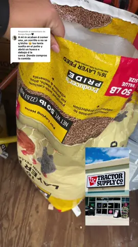 Respuesta a @Avispa Negra🖤 espero te funcione la información 🐓🥚🐔 #gallinasponedoras #OrlandoFl #momlife #creadora 