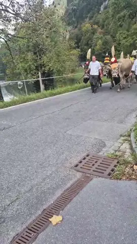 Heimat….Abschluss Alpsaison 2025….#schweiz🇨🇭 #tradition #heimat #älpler @Carmen 