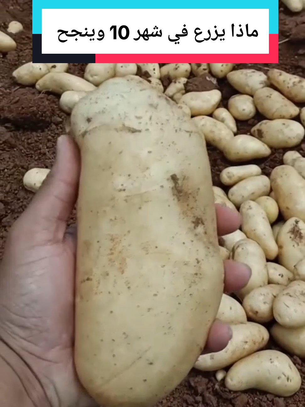 ماذا يزرع في شهر 10 وينجح 🌿👉 طريقة زراعة الشمام تسميد الشمام زراعة البطيخ الأصفر طريقت تسميد الخيار السمدة للخيار  طريقة صمد الخيار زريعه الخيار درجا ازي اسمد الخيار طريقة تسميد البيذنجان طريقة تسميد الفلفل طريقة تسميد البندوره طريقة زراعة امراض البندوره امراض الخيار امراض البيذنجان امراض الفلفل أسباب تصاقط ازهار #عالم الزراعة مصطفى #الزراعة السهلا #اسرار الزراعة #زراعة الخضروات 