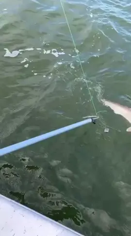 Just caught a baby shark 🦈 #fyp ###fyp ###viral ###viral #shark 