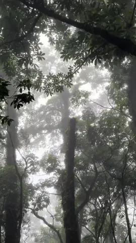 Tranquilidad. #bosques #naturaleza #volcanacatenango #guatemala #guatemala 