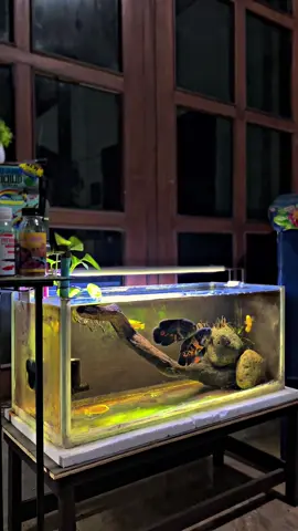 Size mini 🌿 #promoseruweekend #aquarium #foryou 