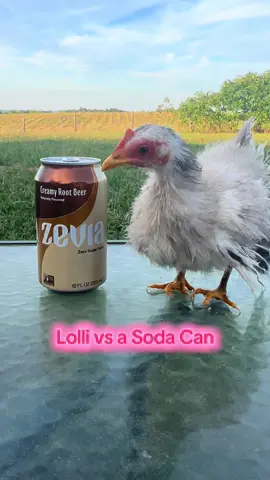 There’s a giant among us  - - - #serama #chickens #farm #cuteanimals #comedy 