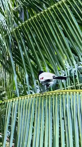 อีกไม่นานคงจะขาวทั้งตัว#นกกระปูดตาแดง #สีธรรมชาติ #นครศรีธรรมราช 