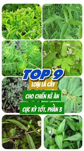 Top 9 loại lá cây cho chiến kê ăn cực kỳ tốt. Phần 3 #suke #chienke #tiktokgachoivietnam❤️ #toiyeugachoi❤️❤️❤️ #gàchoivietnam🇻🇳 