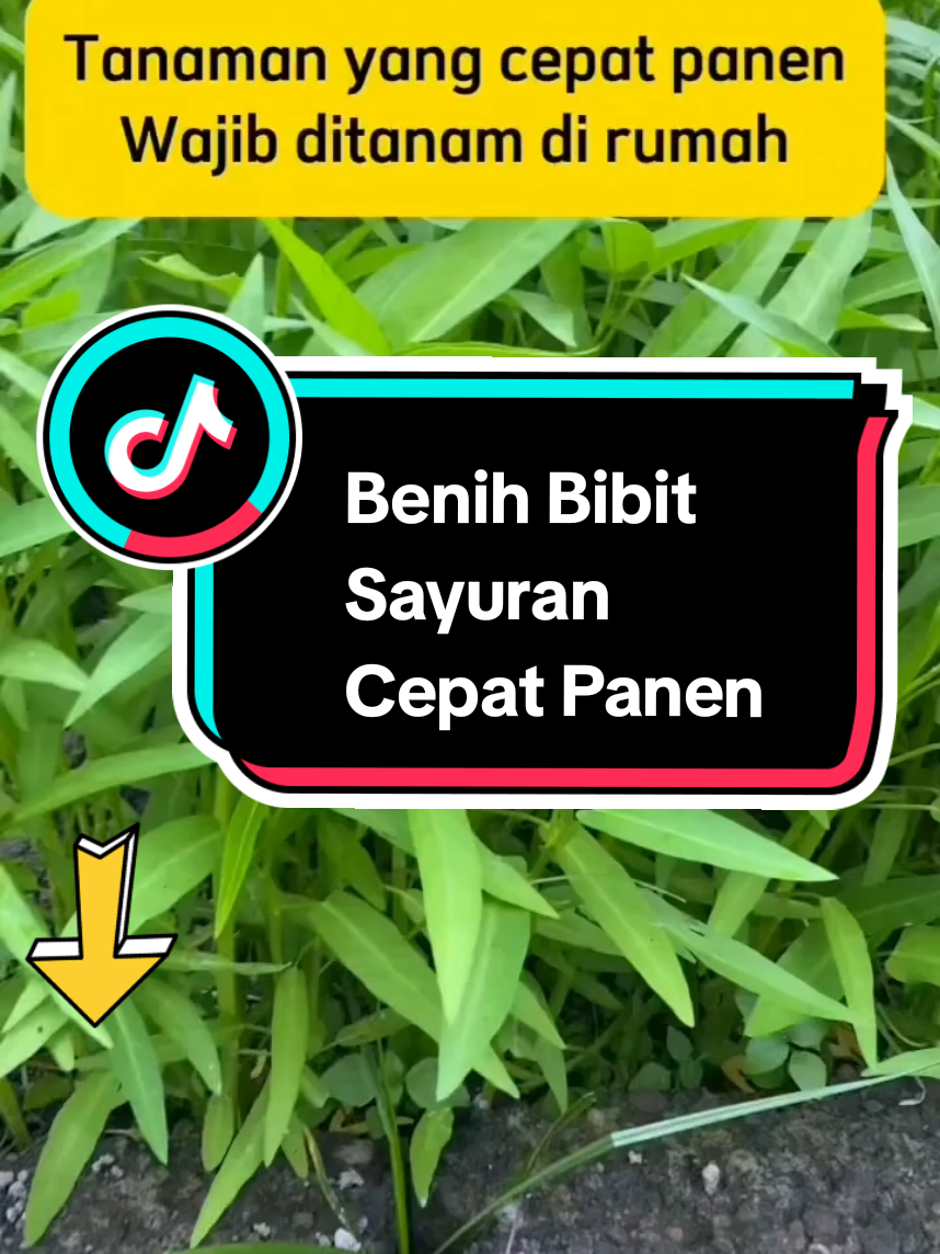 Benih Bibit Sayuran Cepat Panen #petaniindonesia🇮🇩🇮🇩🇮🇩🌿🌿 #petanimuda #gajiansale #cuanbarengbrand #bibitunggul 