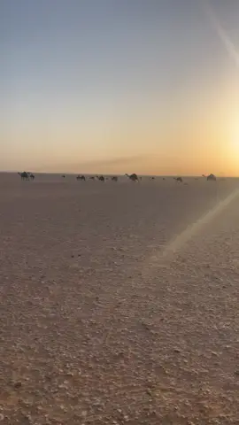 #البل #الذود #عطايا_الله🐪 