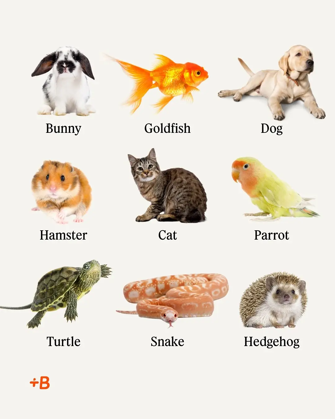 Got a furry, scaly, or feathery friend? Share its name in the comments! 🐩🐍🐈🦜 #AnimalsinEnglish #DomesticAnimals #Pets #EnglishVocabulary #BeginnerEnglish