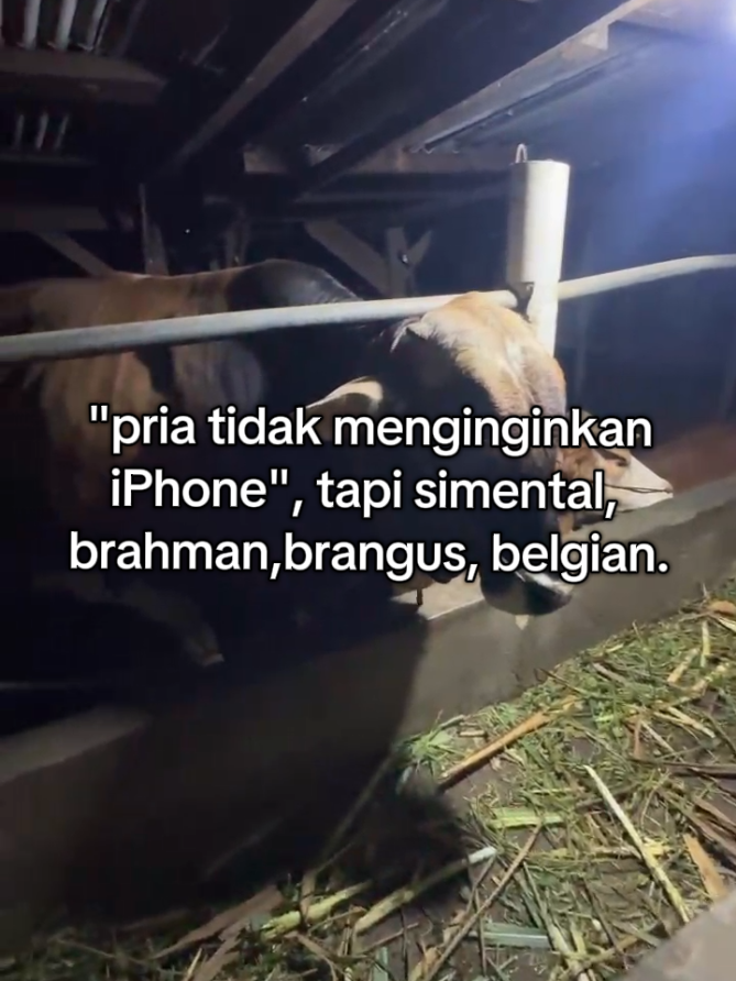panggahhh🤙#simental #brahman #brangus #belgian #bismillahfyp 