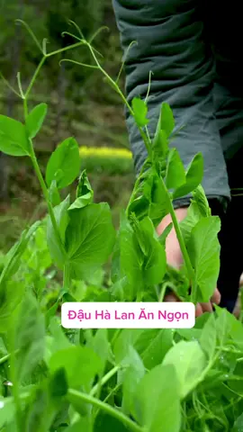 Đậu hà lan ăn ngọn ,đã ai trồng rau này chưa ạ ,rễ gieo trồng mà ăn lại ngon ạ ,giống này phát triển nhanh ,ở đâu cũng trồng được #rau #lamvuo #cây #hoa 