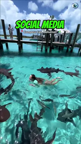 Can You Swim With Sharks? 😱 #travel #reality #explore 
