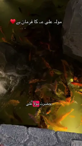 ماں باپ کی عزت💯🫡#soe 