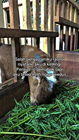 hanya menikmati,tanpa harus terbawah arus🥵#fypage #peternakmelenial #peternakkambing #fyp 