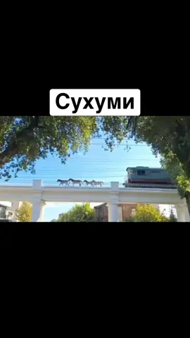 Сухуми #абхазия    #тбилиси     #абхазияэтогрузия   #грузия    #сухуми              