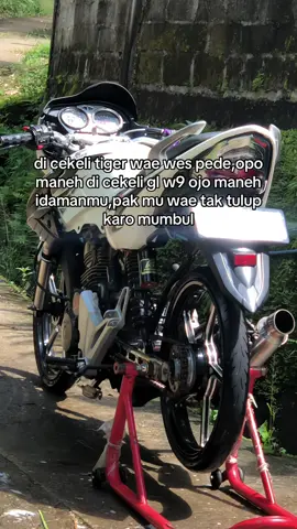 😭😭#tigermatapanda #tigergank 