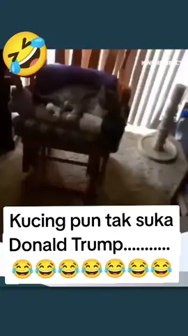 Kucing pun tahu.. #kucing #cat #meowmeow #freeplastain🇵🇸❤️ #goodcat 
