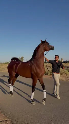 #فهد_سعد_الخيل_فتنة_خيال❤️_🐎 #جمال_الخيل_العربيه_الاصيل #خيل_وخياله🐎🖤ماشاءالله_اللهم_بارك🧿♥️ #عشق_لاينتهي #الرياض❤️ 