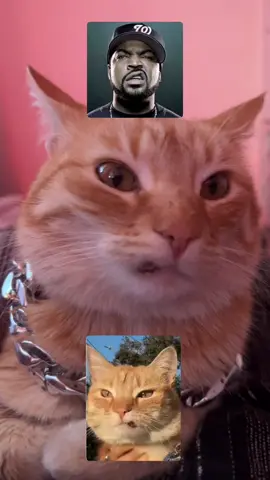 La Real mueca de rapero 😼😹🤭 tanto lo querían en los comentarios jiji #muecaderapero 