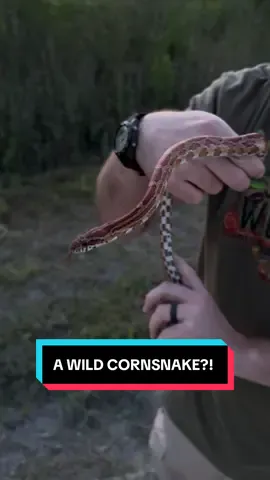 It’s a little corny, I know 🐍  #cornsnake #snake #snakes 