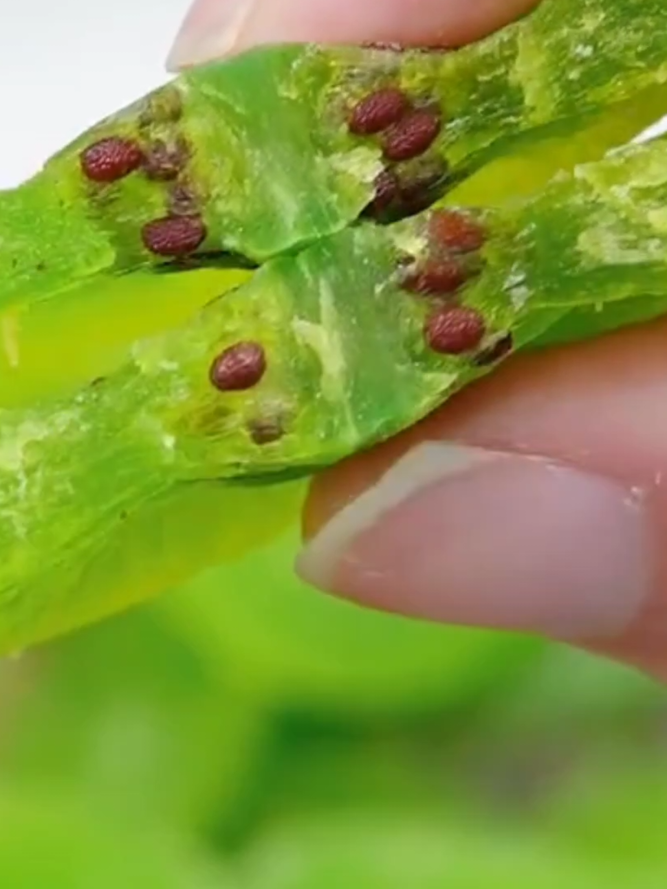 Buah kiwi kering #jajanantiktok #snackviral #cemilansehat #cemilan #kiwi 