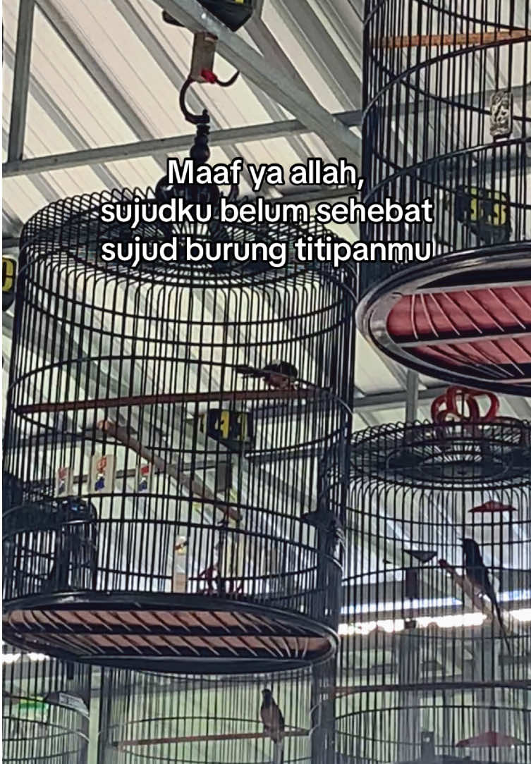 Semua tidak ada yg kebetulan#fyp #muraibatu #muraibatuindonesia #kicaumania #sumenep 